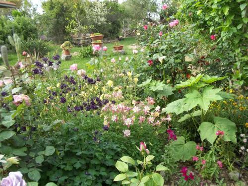 Bed & Breakfast Il Vecchioliveto Di Ornella