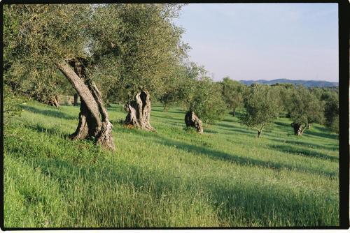 Agroturismo Horta De Torrejais