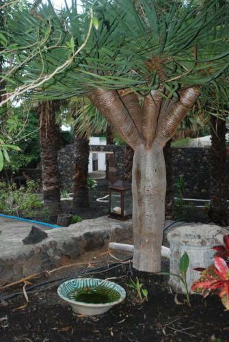 Apartamentos Finca Wapa