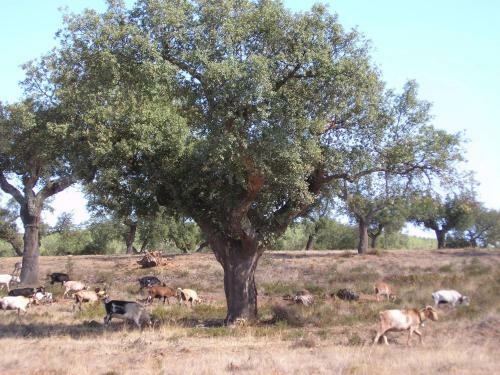 Agroturismo Casa Rural Sierra San Mamede