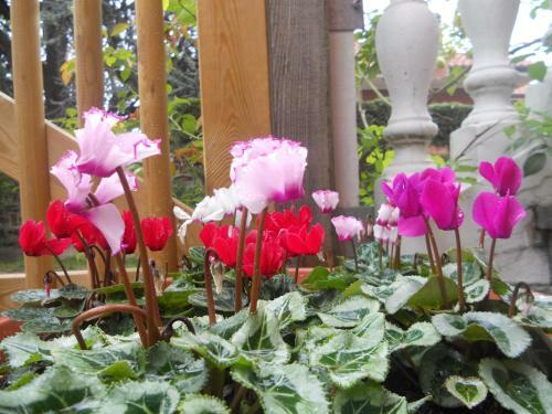 Bed & Breakfast Beb Villa Aurora