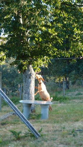 Agroturismo Aldeia Do Code�al