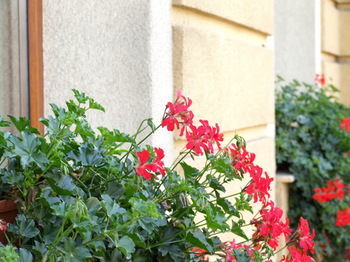 Hotel Brasov