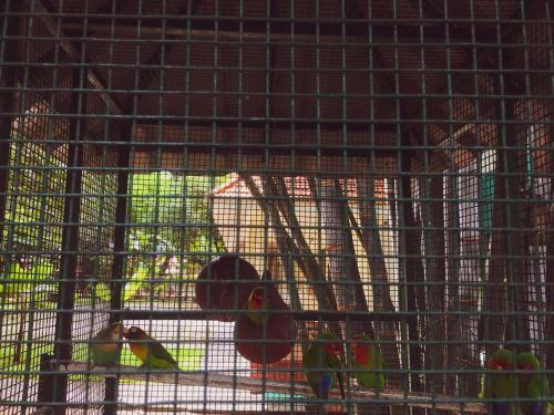 Bed & Breakfast Palm Grove Service Villa