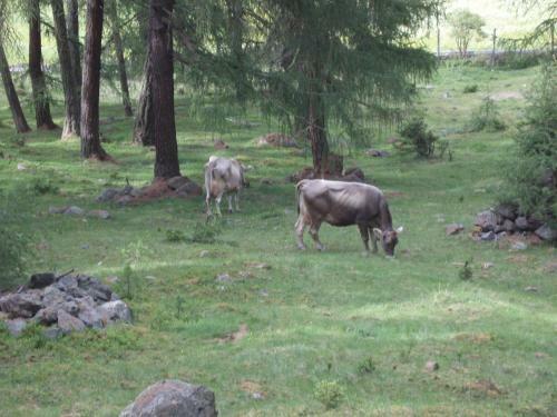 Apartamento Rieglhof