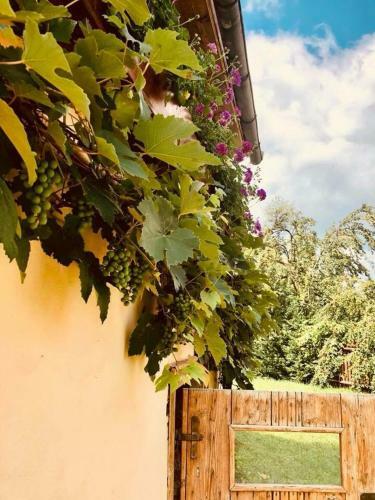 Hostal Pensiunea Oppidum