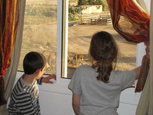Agroturismo Alpaca Farm
