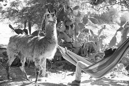 Agroturismo Alpaca Farm
