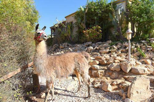 Agroturismo Alpaca Farm