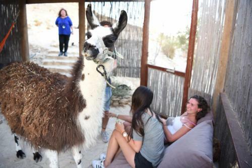 Agroturismo Alpaca Farm
