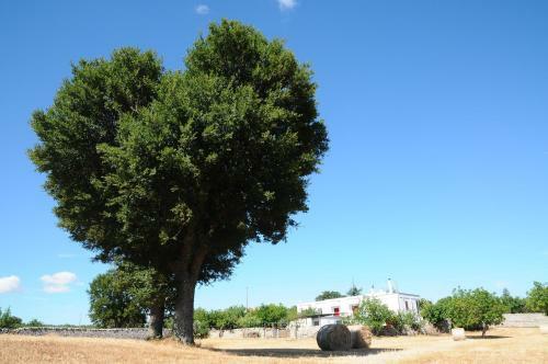 Bed & Breakfast Quercia Verde