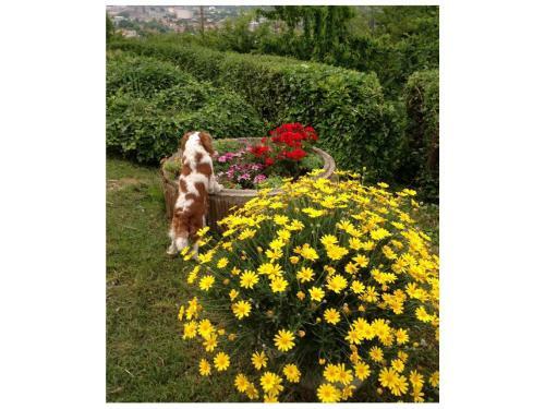 Agroturismo Le Acacie Felici
