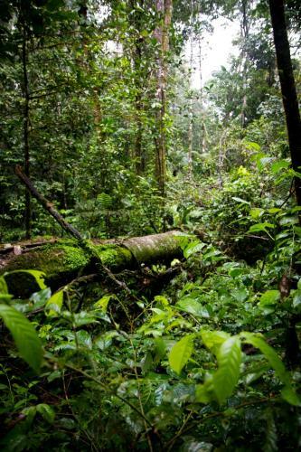 Lodge Isla Ecologica Mariana Miller