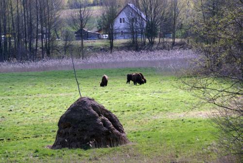 Hostal Bojarski Go?ciniec