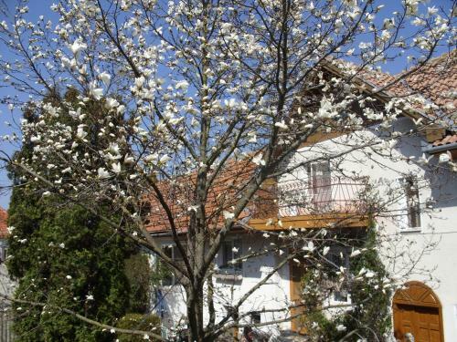 Hostal Pensiunea Magnolia