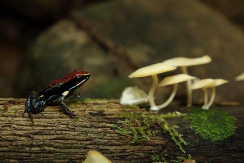 Suchipakari Amazon Eco -lodge & Jungle Reserve