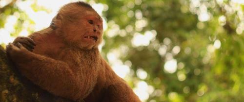 Suchipakari Amazon Eco -lodge & Jungle Reserve