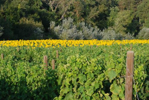 Agroturismo Casarciccia