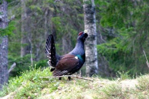 Lodge Finnskogen Turist & Villmarksenter