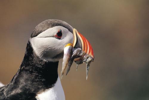 Agroturismo Penrhiw Hotel