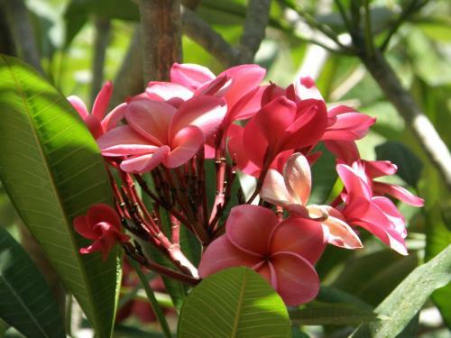 Hostal Samui Pink House