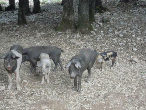 Agroturismo Camisadu