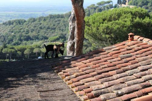 Agricamping La Gallinella