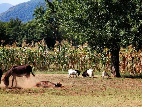 Agroturismo Pericle