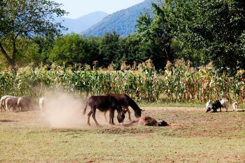 Agroturismo Pericle