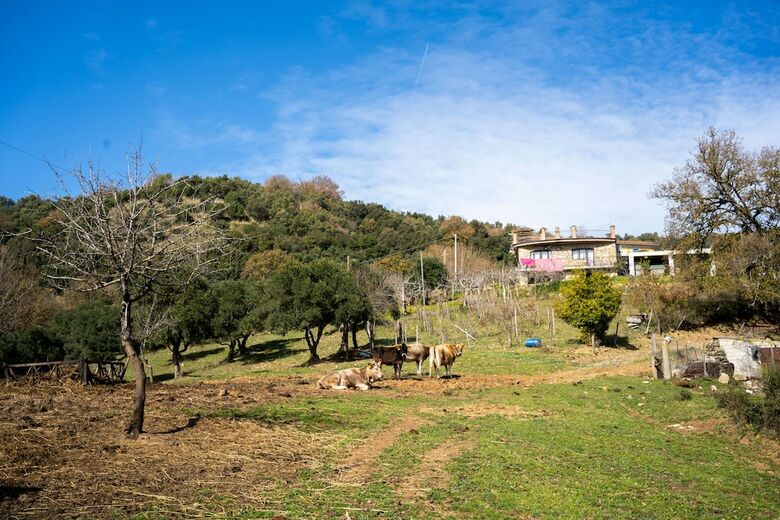 Hostal Agriturismo San Basilio