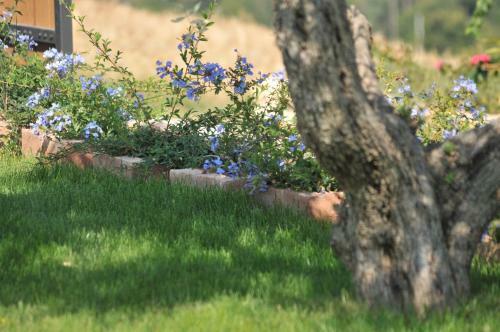 Hostal Agriturismo Poggio Agli Ulivi