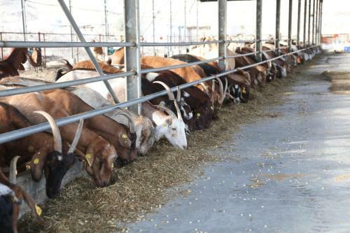 Agroturismo Naot Farm