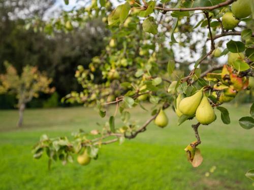 Agroturismo Holiday Home Frantoio Reggello