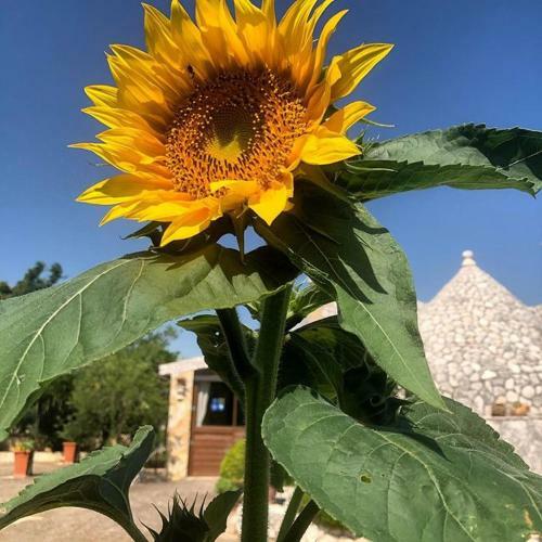 B&B Mandorla Amara
