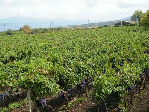 Agroturismo Etna Wine Azienda Agrituristica
