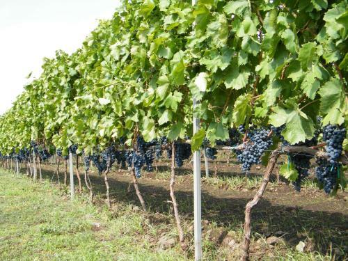 Agroturismo Etna Wine Azienda Agrituristica