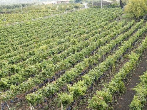 Agroturismo Etna Wine Azienda Agrituristica
