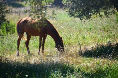 Bed & Breakfast Casa Masseria Le Ville