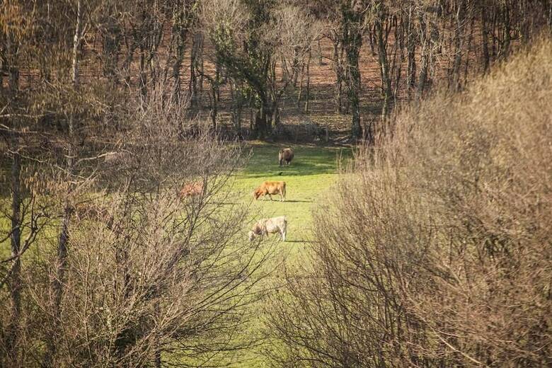 Agroturismo Pazo De Sedor