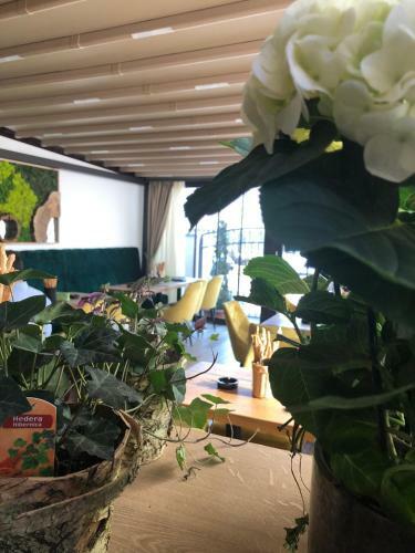 Hostal Casa Mignon