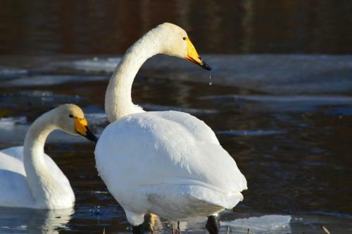 Lapland Dream Villas