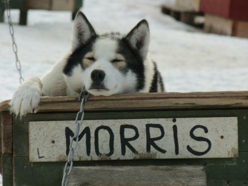 Hostal Guesthouse Husky