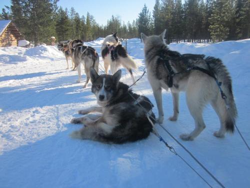 Hostal Guesthouse Husky