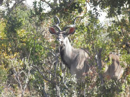 Lodge Olievenfontein Private Game Reserve