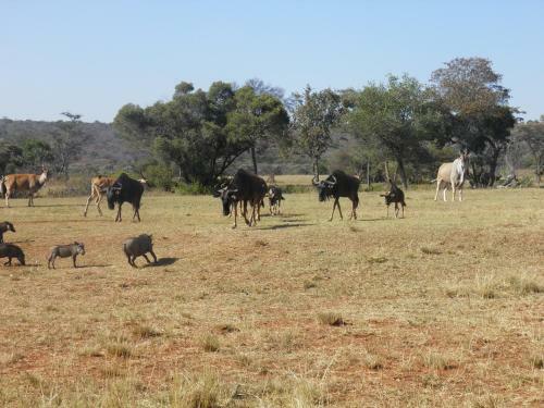 Lodge Olievenfontein Private Game Reserve