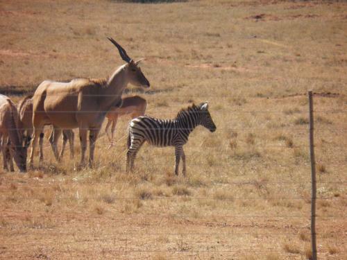 Lodge Olievenfontein Private Game Reserve