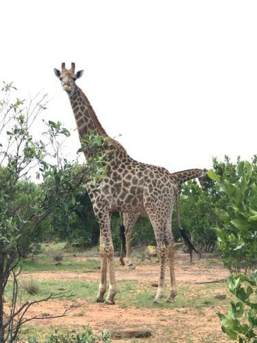 Lodge Olievenfontein Private Game Reserve