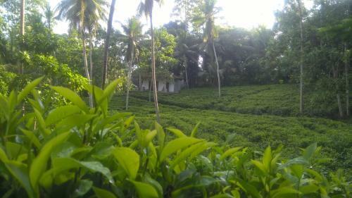 Bed & Breakfast Leisure Land