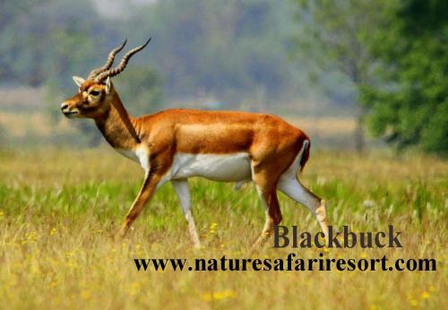 Nature Safari Lodge