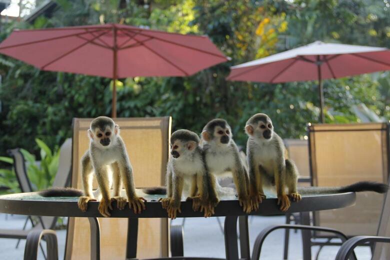 Hotel Mandarina